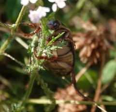 Dytiscus circumcinctus