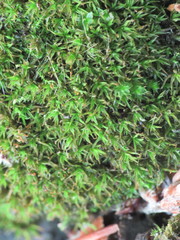 Bryoerythrophyllum recurvirostrum
