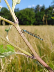 Enallagma cyathigerum