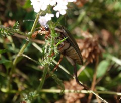 Dytiscus circumcinctus