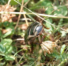 Dytiscus circumcinctus