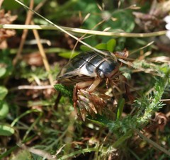 Dytiscus circumcinctus