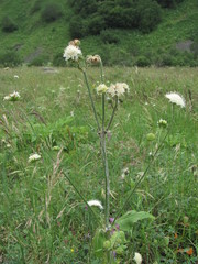 Knautia involucrata