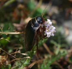 Dytiscus circumcinctus