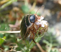 Dytiscus circumcinctus