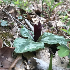 Trillium decumbens