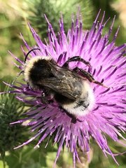 Bombus vestalis