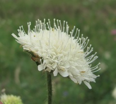 Knautia involucrata