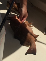 Epinephelus morio