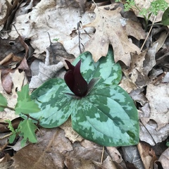 Trillium decumbens