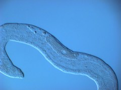Austrognathiidae