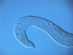 Austrognathiidae