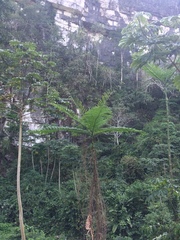Schizolobium parahyba