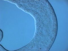 Austrognathiidae