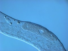 Austrognathiidae