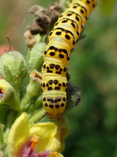 Cucullia lychnitis