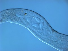 Austrognathiidae