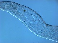Austrognathiidae