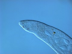 Austrognathiidae
