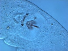 Austrognathiidae
