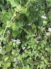 Mikania scandens image