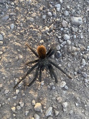 Aphonopelma peloncillo