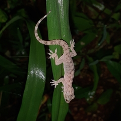 Hemidactylus parvimaculatus