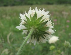 Knautia involucrata
