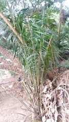 Arecaceae