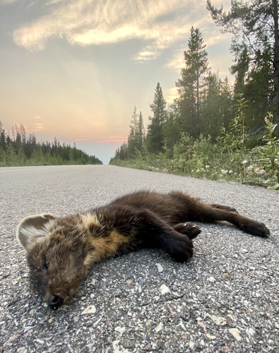 American Marten, Jasper National Park, Jasper, CA-AB-FN, CA-AB, CA, photo 10 of 10