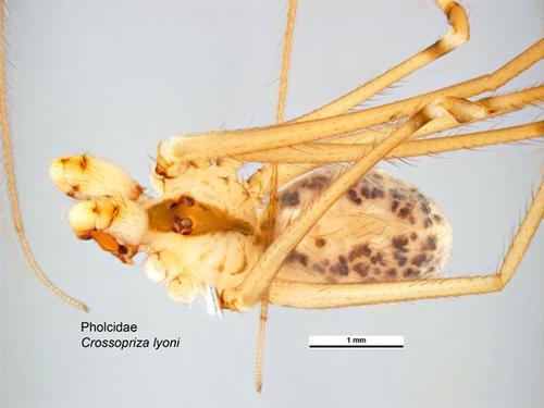 Tailed Cellar Spider