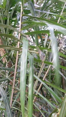 Arecaceae