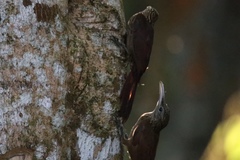 Xiphorhynchus guttatus