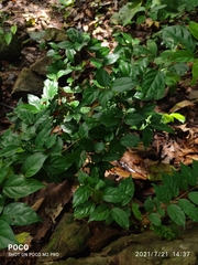 Canthium coromandelicum