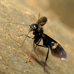 Pristaulacus fasciatus