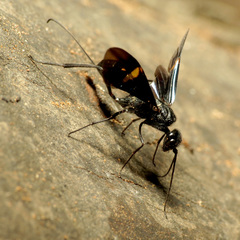 Pristaulacus fasciatus