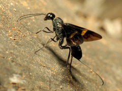 Pristaulacus fasciatus