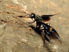 Pristaulacus fasciatus