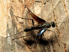 Pristaulacus fasciatus