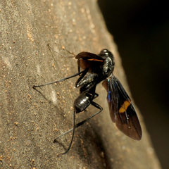 Pristaulacus fasciatus