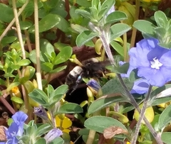 Bombus pensylvanicus image