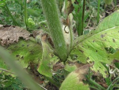 Knautia involucrata