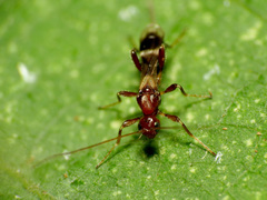 Doryctinae