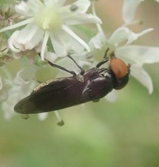 Chrysogaster solstitialis