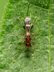 Doryctinae