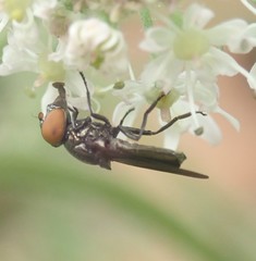 Chrysogaster solstitialis