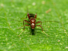 Doryctinae