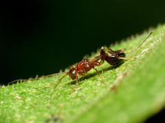 Doryctinae