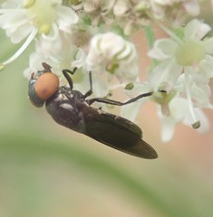 Chrysogaster solstitialis