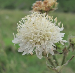 Knautia involucrata